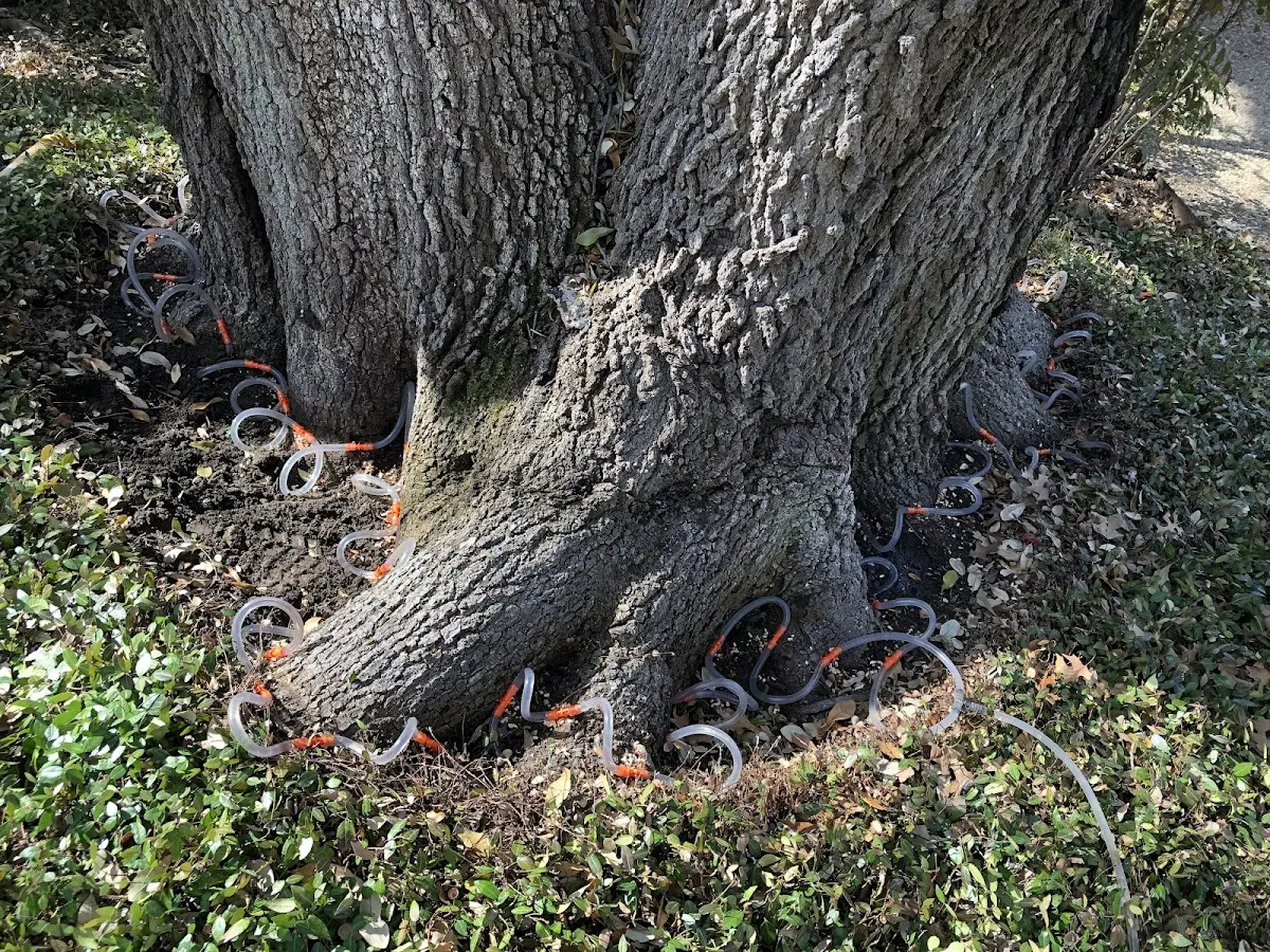 Detailed Tree Cabling and Bracing job site in Lobeco