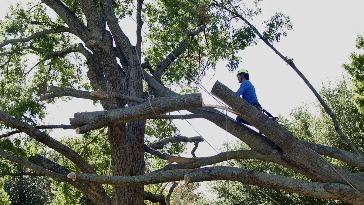 Professional Hazardous Tree Removal performed by certified arborists in Lobeco